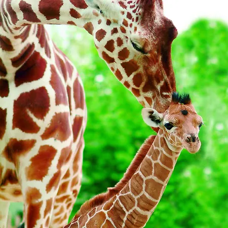 توبباركين - بارك إجسيلهوي IJssellaan